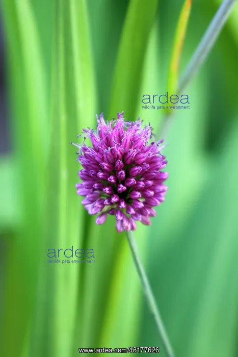  : Allium sphaerocephalon, A single purple spherical