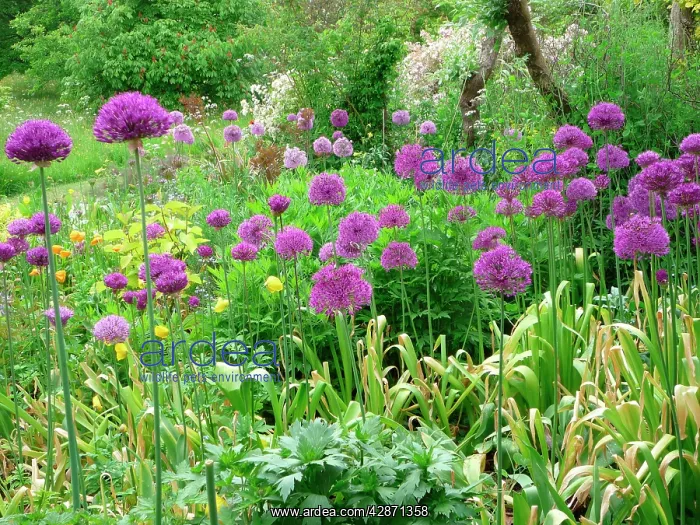  : Alliums - in garden Herbaceous border