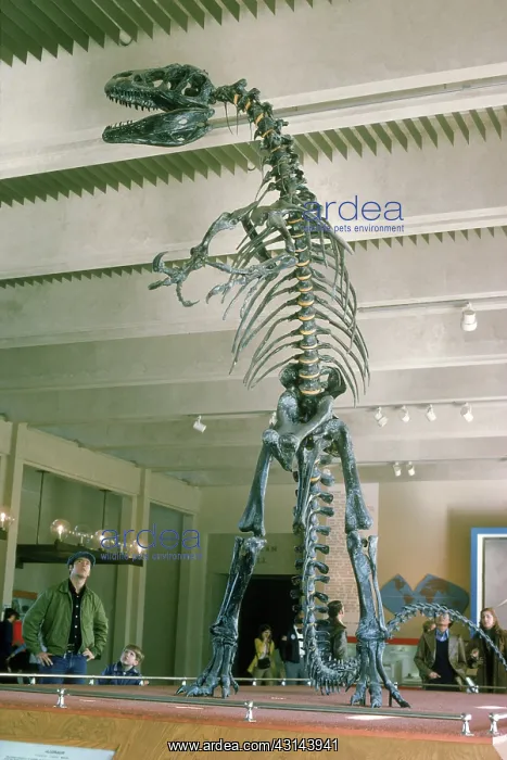: Allosaur Skeleton : Allosaur Skeleton