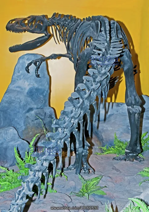  : Allosaurus Skeleton
