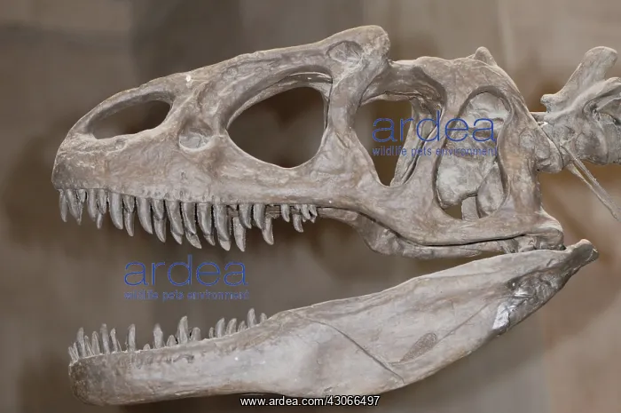 : Allosaurus Skull : Allosaurus Skull