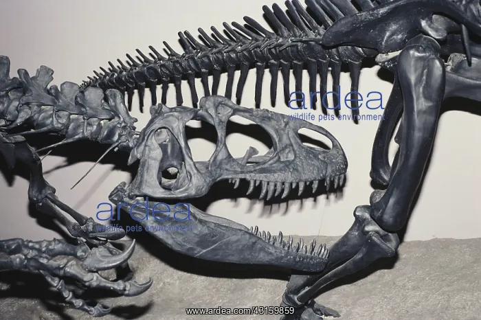  : Allosaurus Skull