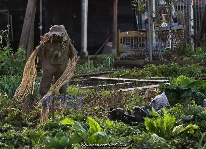 : Allotment : Allotment
