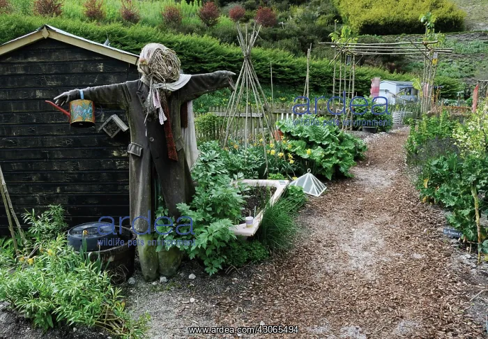 : Allotment : Allotment
