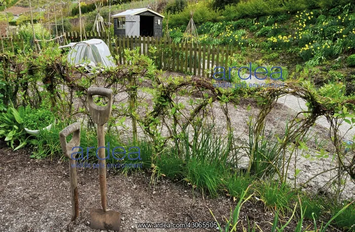 : Allotment : Allotment