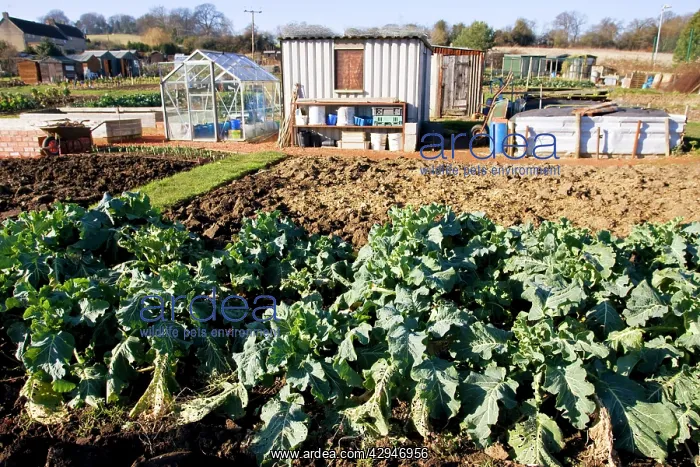 : Allotment plots - with green vegetables sheds and : Allotment plots - with green vegetables sheds and