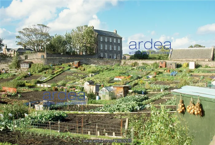 : ALLOTMENTS : ALLOTMENTS