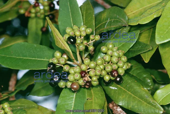  : ALLSPICE (Pimenta dioica). Hawaii