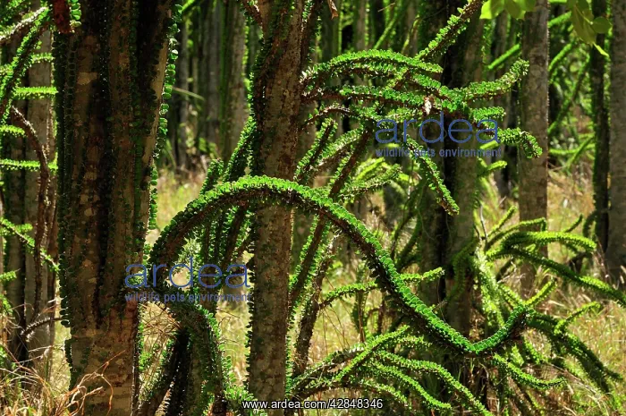 : Alluaudia spiny plant : Alluaudia spiny plant