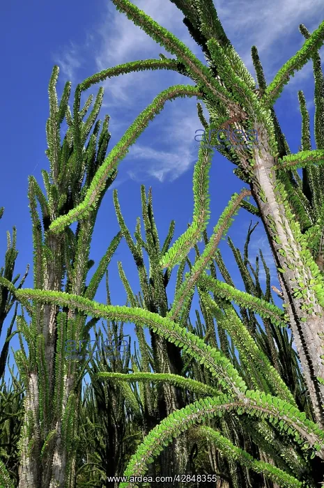 : Alluaudia spiny plant : Alluaudia spiny plant