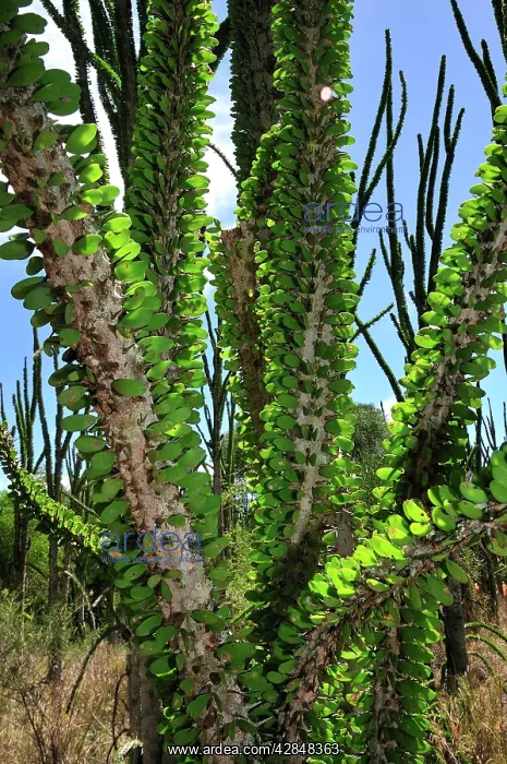 : Alluaudia spiny plant : Alluaudia spiny plant