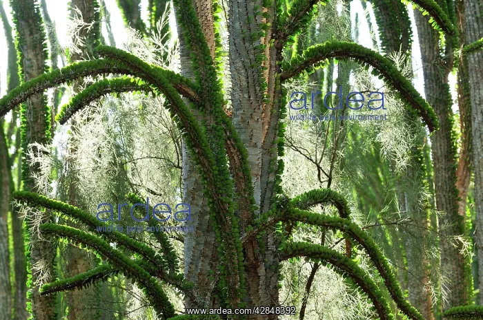 : Alluaudia spiny plant : Alluaudia spiny plant