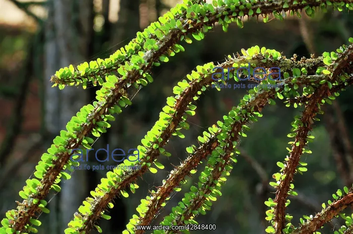 : Alluaudia spiny plant : Alluaudia spiny plant