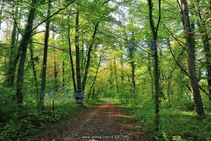 : Alluvial Forest