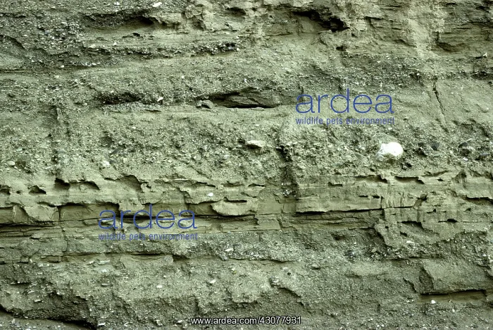 : Alluvial sediments : Alluvial sediments