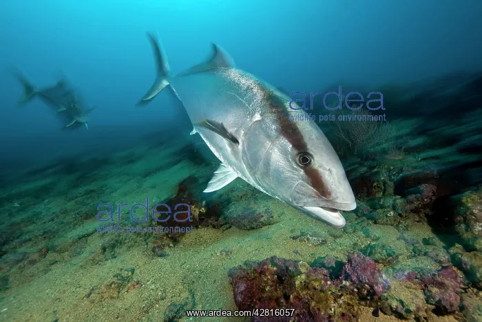 : Almaco jack, Seriola rivoliana, Malpelo Island, National Pa : Almaco jack, Seriola rivoliana, Malpelo Island, National Pa
