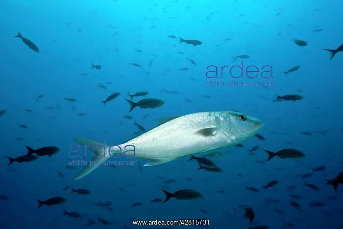 : Almaco jack Seriola rivoliana Darwin island Galapagos Island : Almaco jack Seriola rivoliana Darwin island Galapagos Island