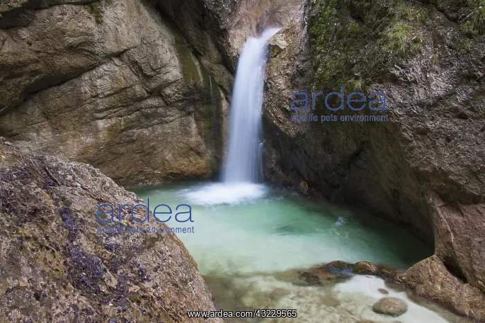 : Almbachklamm Canyon Autumn : Almbachklamm Canyon Autumn