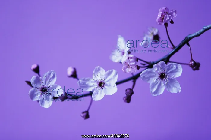 : Almond, Prunus dulcis : Almond, Prunus dulcis