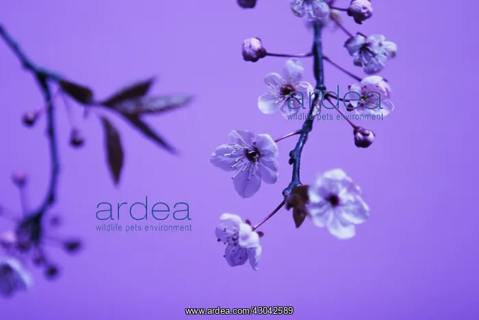 : Almond, Prunus dulcis : Almond, Prunus dulcis