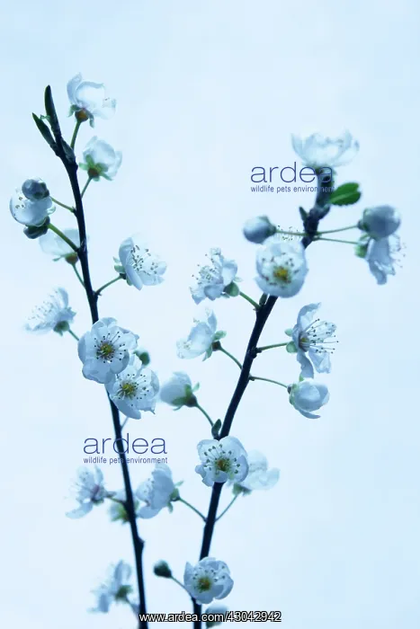: Almond, Prunus dulcis : Almond, Prunus dulcis
