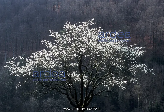 : Almond, Prunus dulcis : Almond, Prunus dulcis
