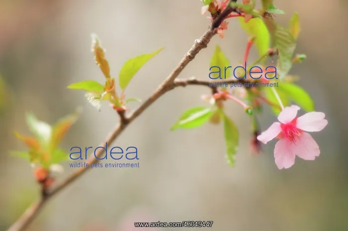 : Almond, Prunus dulcis : Almond, Prunus dulcis