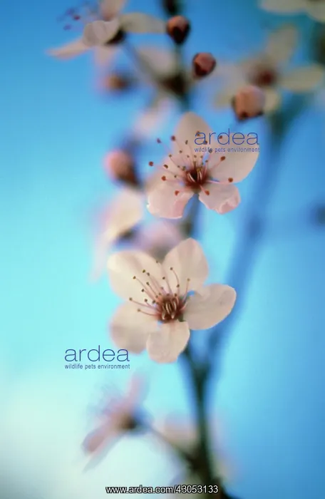 : Almond, Prunus dulcis : Almond, Prunus dulcis