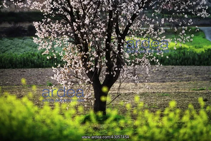 : Almond, Prunus dulcis : Almond, Prunus dulcis