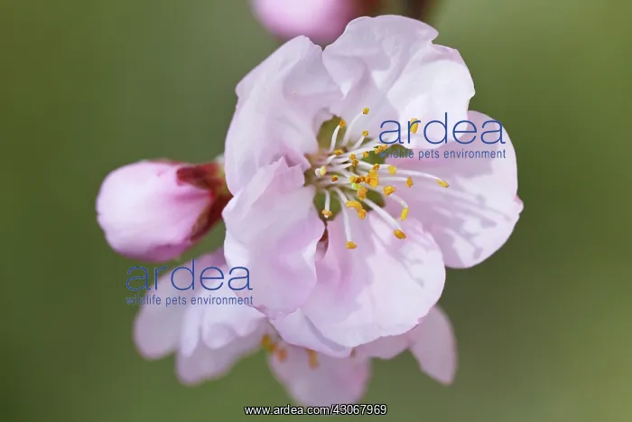 : Almond, Prunus dulcis : Almond, Prunus dulcis