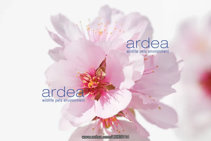  : Almond, Prunus dulcis