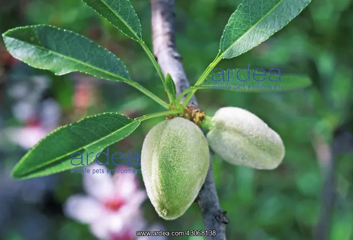 : Almond, Prunus dulcis : Almond, Prunus dulcis