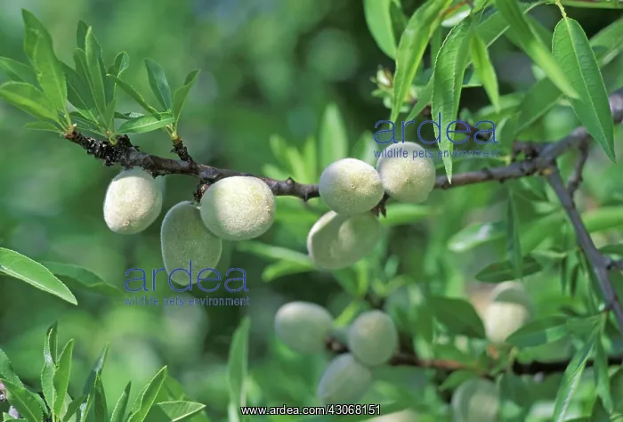 : Almond, Prunus dulcis : Almond, Prunus dulcis