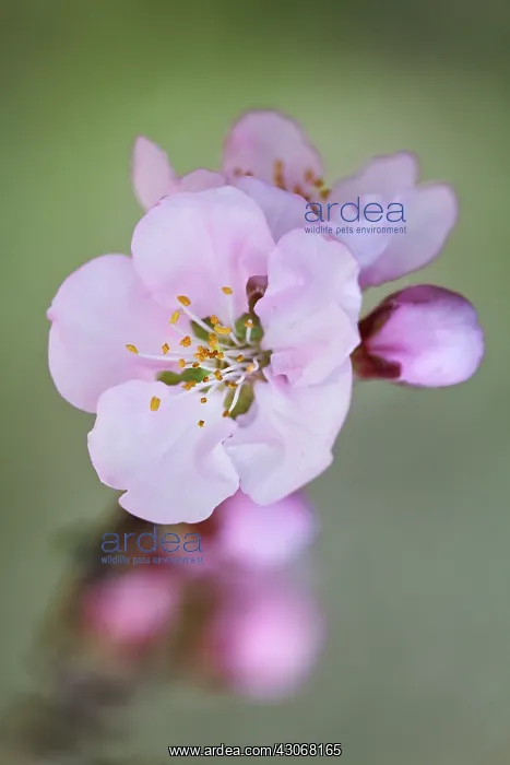 : Almond, Prunus dulcis : Almond, Prunus dulcis
