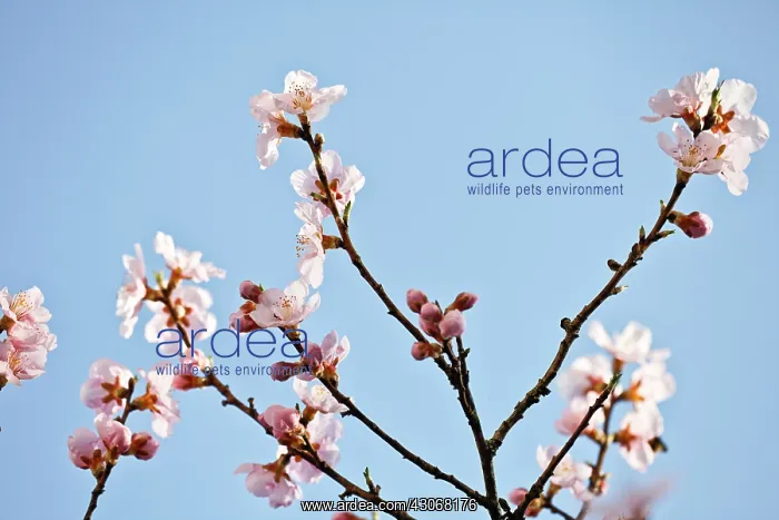 : Almond, Prunus dulcis : Almond, Prunus dulcis