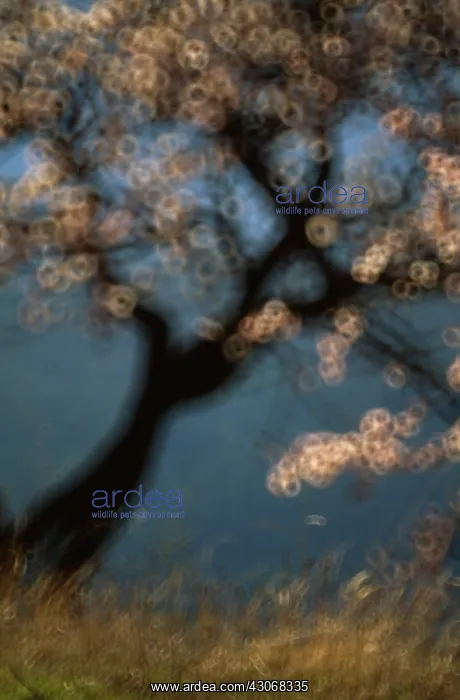 : Almond, Prunus dulcis : Almond, Prunus dulcis