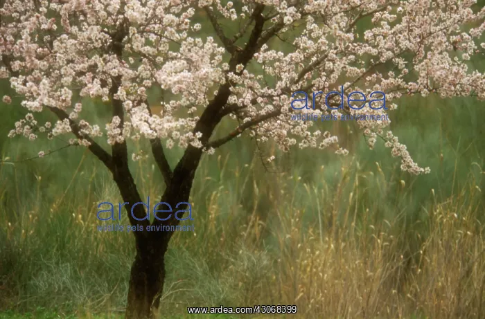: Almond, Prunus dulcis : Almond, Prunus dulcis