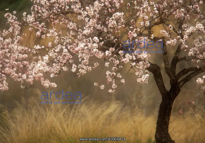 : Almond, Prunus dulcis : Almond, Prunus dulcis