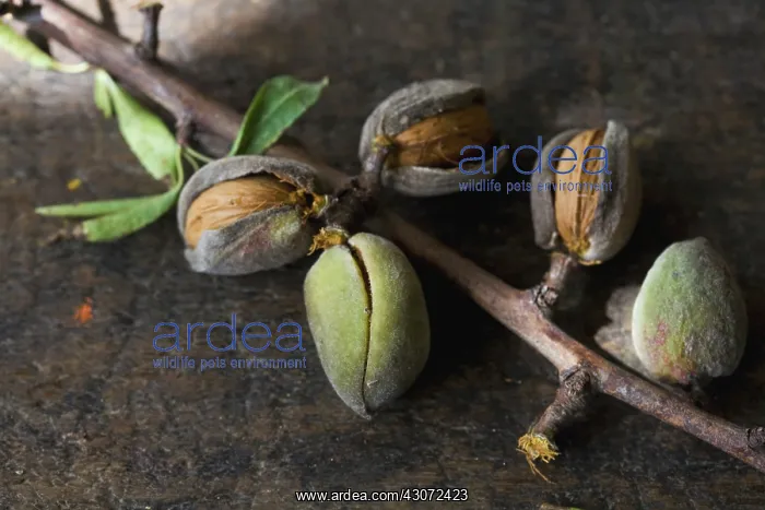 : Almond, Prunus dulcis : Almond, Prunus dulcis