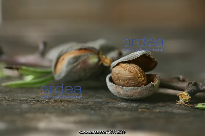 : Almond, Prunus dulcis : Almond, Prunus dulcis