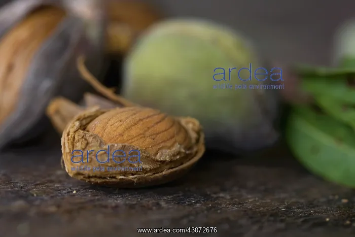 : Almond, Prunus dulcis : Almond, Prunus dulcis