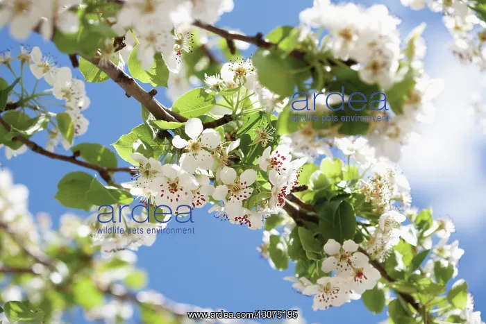 : Almond, Prunus dulcis : Almond, Prunus dulcis
