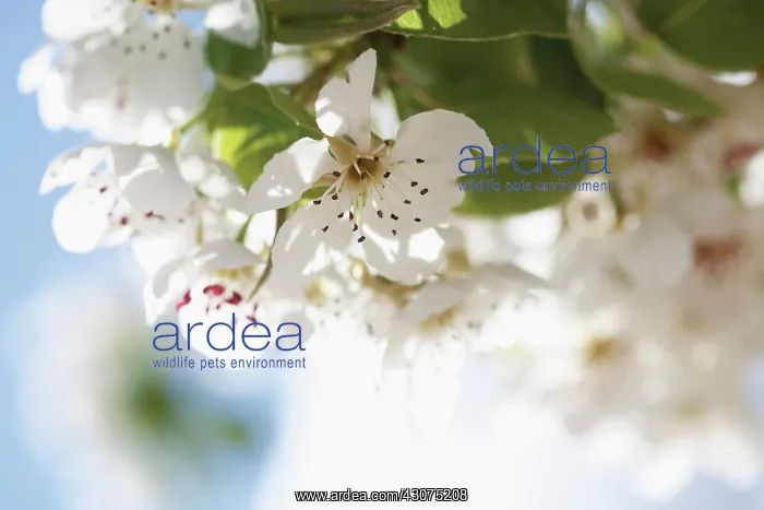 : Almond, Prunus dulcis : Almond, Prunus dulcis