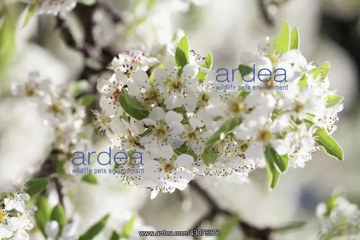 : Almond, Prunus dulcis : Almond, Prunus dulcis