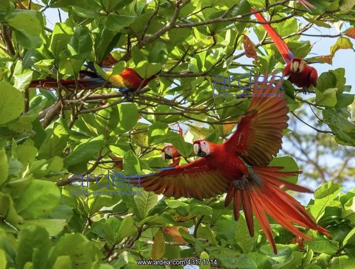 : Almond. Scarlet Macaw (Ara macao) flying in an Almond tree : Almond. Scarlet Macaw (Ara macao) flying in an Almond tree