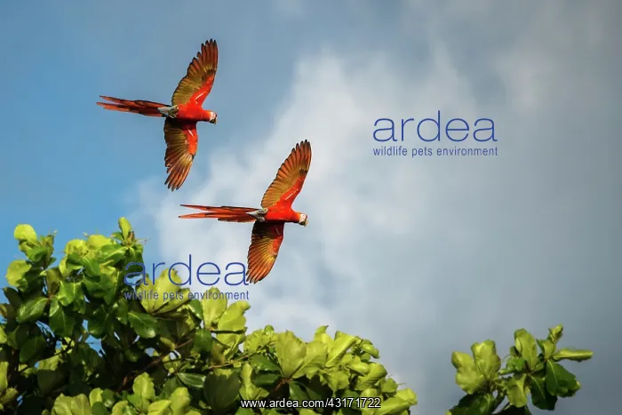 : Almond. Couple of Scarlet Macaws (Ara macao) flying over an Almond tree : Almond. Couple of Scarlet Macaws (Ara macao) flying over an Almond tree