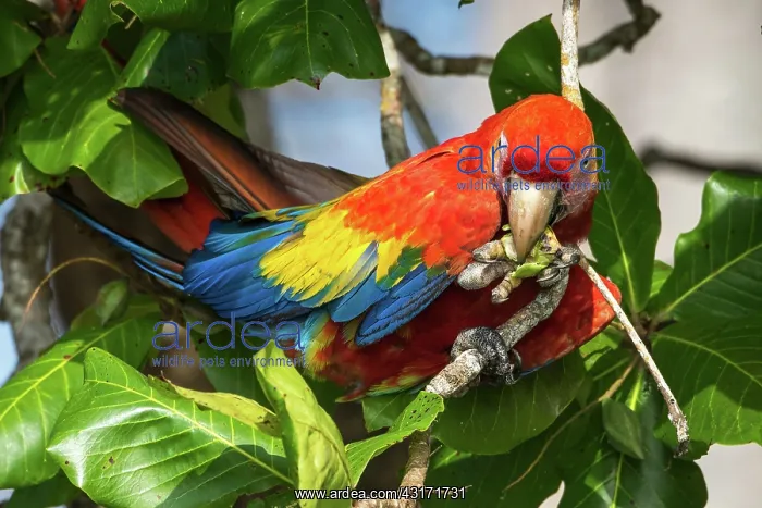 : Almond. Scarlet Macaw (Ara macao) foraging in Almond tree : Almond. Scarlet Macaw (Ara macao) foraging in Almond tree