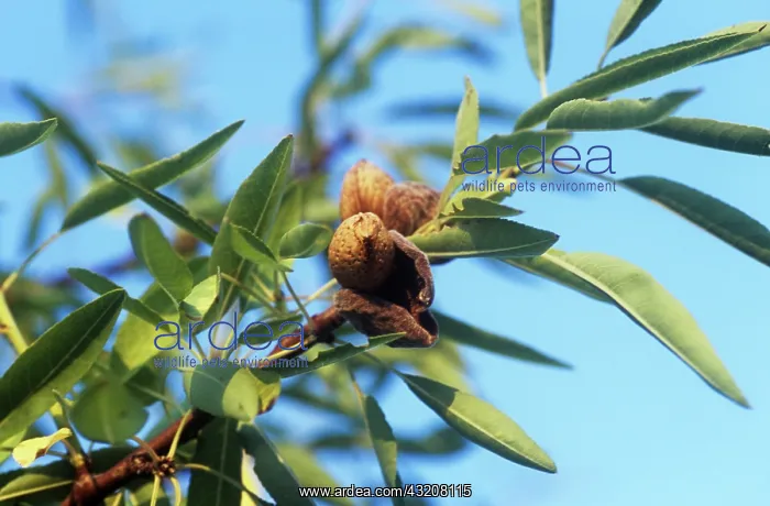 : Almond, Prunus dulcis : Almond, Prunus dulcis