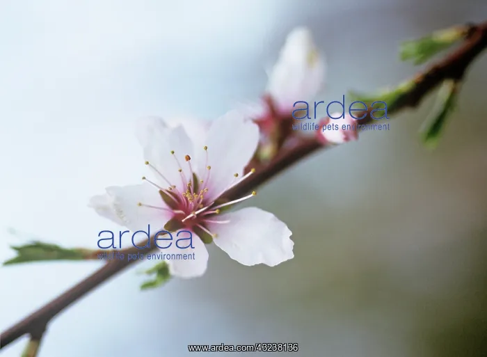 : Almond, Prunus dulcis : Almond, Prunus dulcis