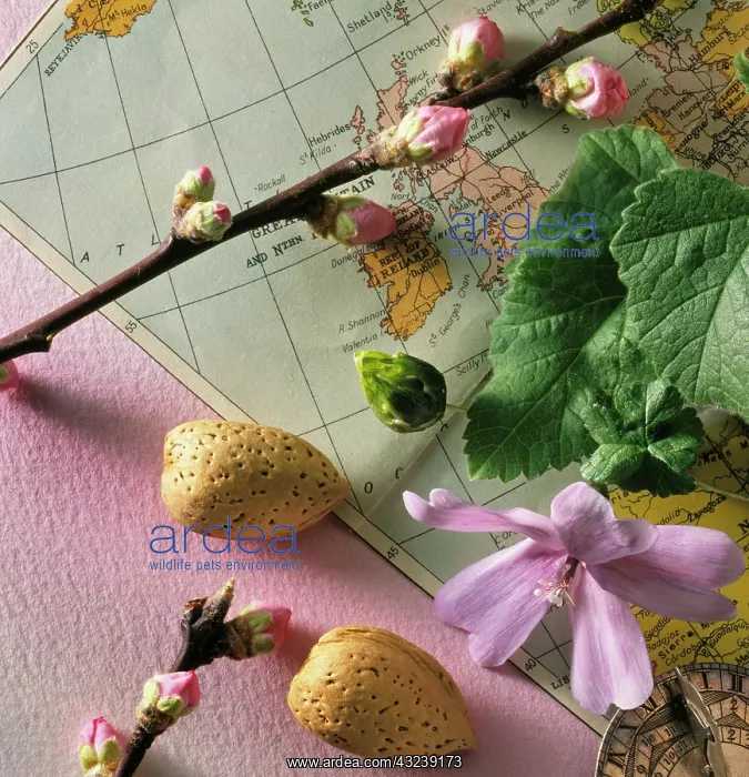 : Almond, Prunus dulcis : Almond, Prunus dulcis